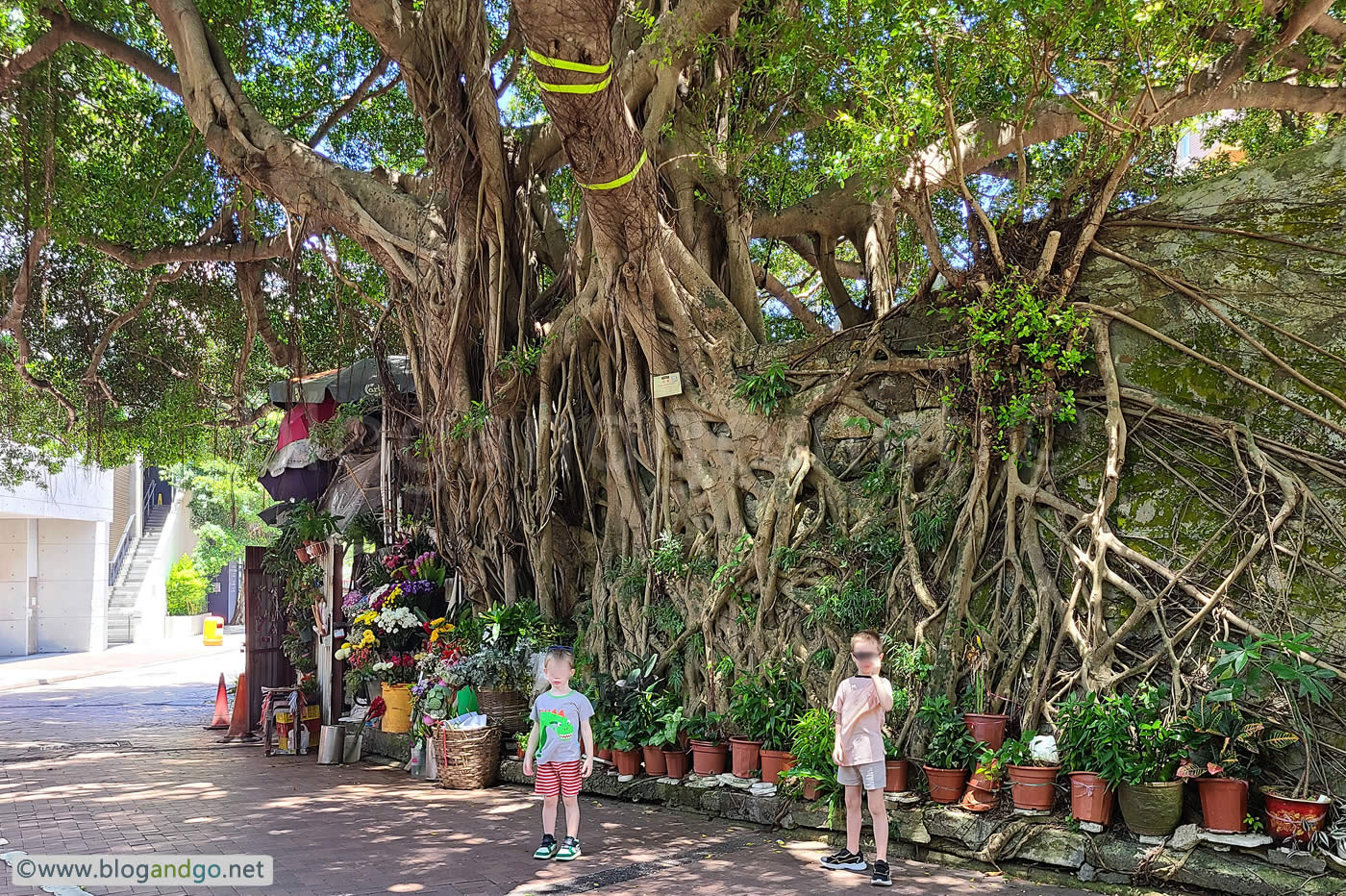 Stanley - Stone Wall Trees